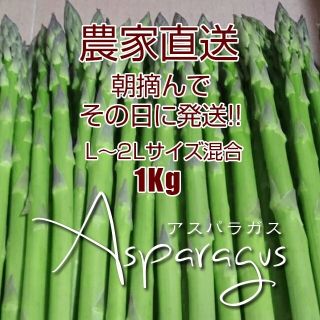 太アスパラガス 1kg 採りたて野菜(野菜)