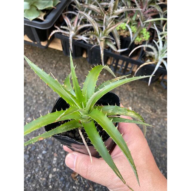 ディッキア　Dyckia encholirioides  ハンドメイドのフラワー/ガーデン(その他)の商品写真