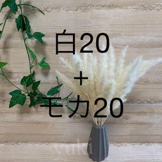 パンパスグラス ドライフラワー テールリード 白 20本モカ20セット [ミニ](ドライフラワー)