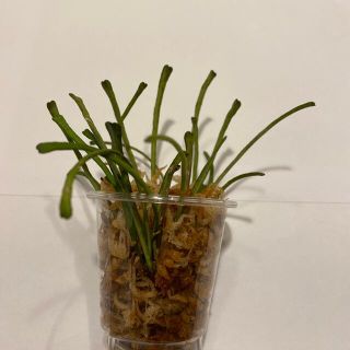 【観葉植物】ホヤ　レツーサ　カット苗(その他)