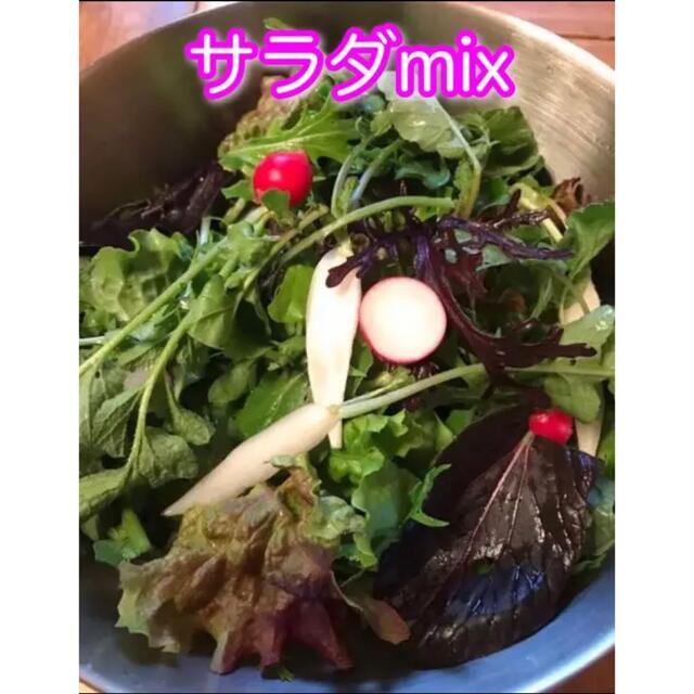 無農薬　サラダmix 野菜　ネコポス 食品/飲料/酒の食品(野菜)の商品写真