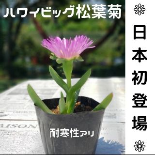 『1株』 ハワイ　ジャンボ松葉菊　大輪　希少　ピンク　アクリクリ(その他)