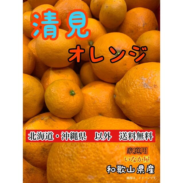 残り１つ‼️ 特価価格‼️ 和歌山県産　有田　家庭用　清見オレンジ 食品/飲料/酒の食品(フルーツ)の商品写真