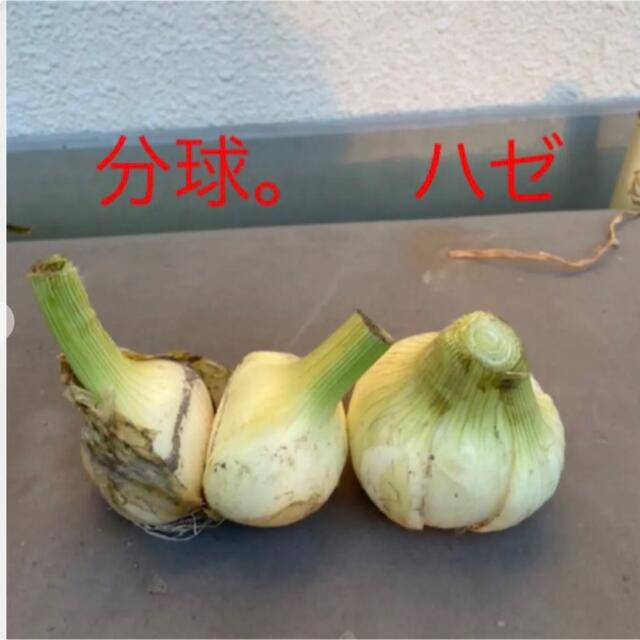 淡路島産新玉ねぎ　5キロ  訳あり 食品/飲料/酒の食品(野菜)の商品写真