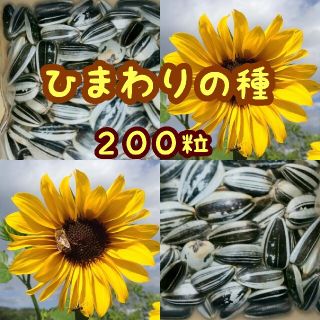 大きくそだつひまわりの種　たっぷり14g約200粒　春蒔き種子✿高発芽率✿(その他)