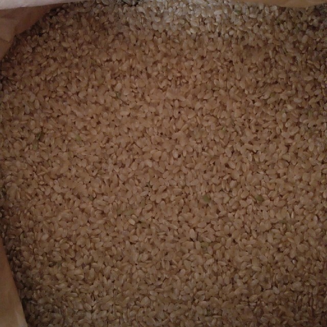 新米令和3年産栃木県特一等米コシヒカリ玄米、【A級】30キロ無農薬のお米です - 7