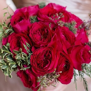 🌸DA/ER豪華切り花種🌸情熱的な真っ赤な薔薇🌸完璧なロゼット咲🌸テ○(その他)