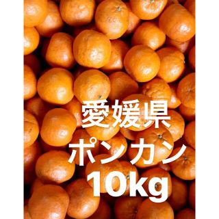 愛媛県産　ポンカン　柑橘　10kg(フルーツ)