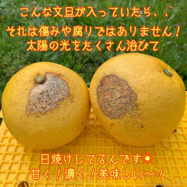 土佐文旦 ぶんたん 柑橘 Mサイズ 食品/飲料/酒の食品(フルーツ)の商品写真