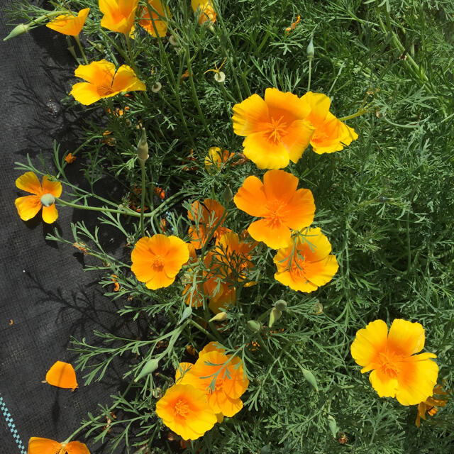 ハナビシソウ（花菱草）の花色(黄、オレンジ、クリーム)ミックスの種50粒 ハンドメイドのフラワー/ガーデン(その他)の商品写真