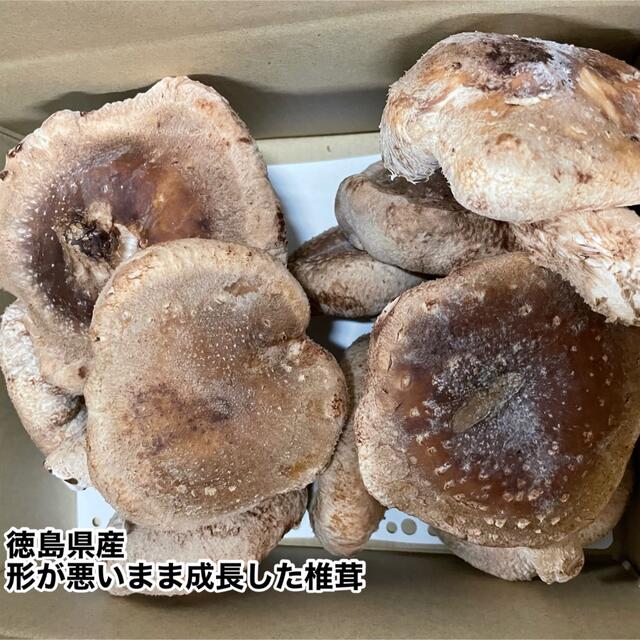 とにかく大特価　4キロ形が悪いまま成長したシイタケ送料込み