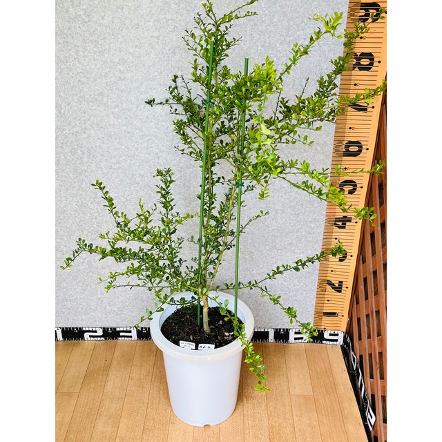 おしゃれ フィンガーライム接木苗 花芽つき始め 植物 観葉植物 8号鉢 4 ...