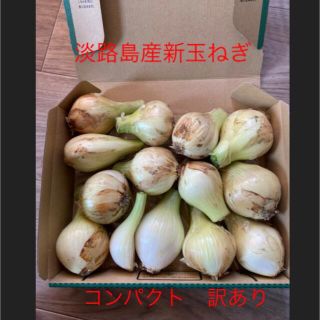 淡路島産新玉ねぎ　コンパクト　訳あり(野菜)