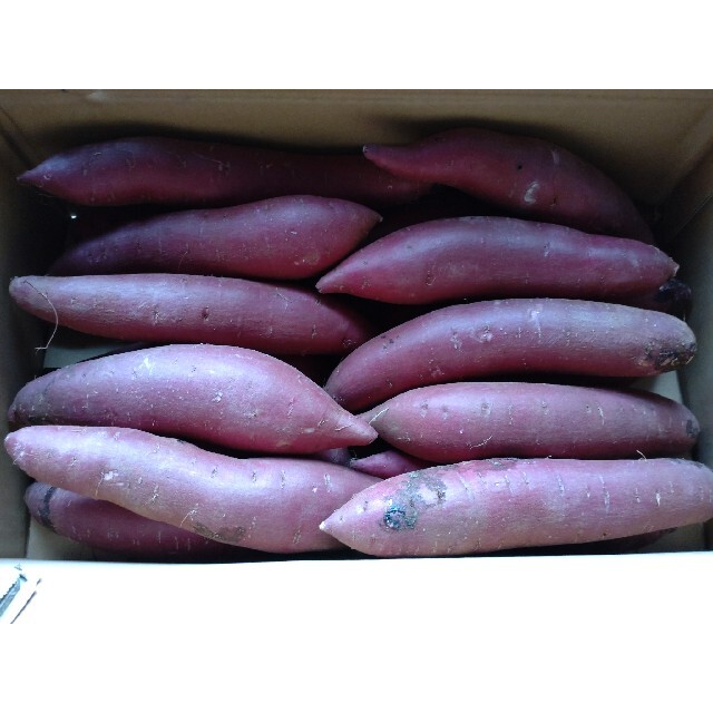 茨城県産紫芋　5kg 食品/飲料/酒の食品(野菜)の商品写真