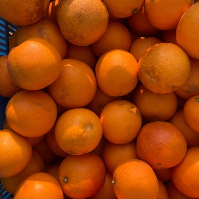 ブラッドオレンジ　10kg 訳あり 食品/飲料/酒の食品(フルーツ)の商品写真