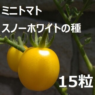 無農薬栽培ミニトマト スノーホワイトの種 15粒(野菜)