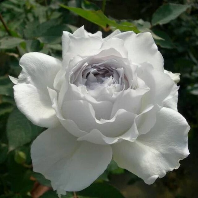 🌸こて様専用ページ🌸🌹『ガブリエル』🌹挿し木苗の通販 by *Roses