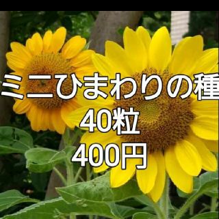 [育てて楽しい♪]ミニヒマワリの種 40粒以上(その他)