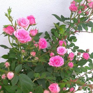 ミニバラ　極小ミニ薔薇　ミサキ　花苗　バラ苗(その他)