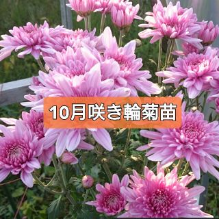 花苗【輪菊 3苗】掘り上げ株分け苗 ネコポス発送 菊苗 キク苗(その他)