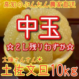 土佐文旦 ぶんたん 柑橘 2Lサイズ　☆残りわずか☆(フルーツ)