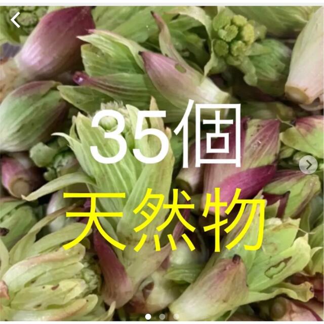 岩手県産ふきのとう　フキノトウ  天然物 食品/飲料/酒の食品(野菜)の商品写真