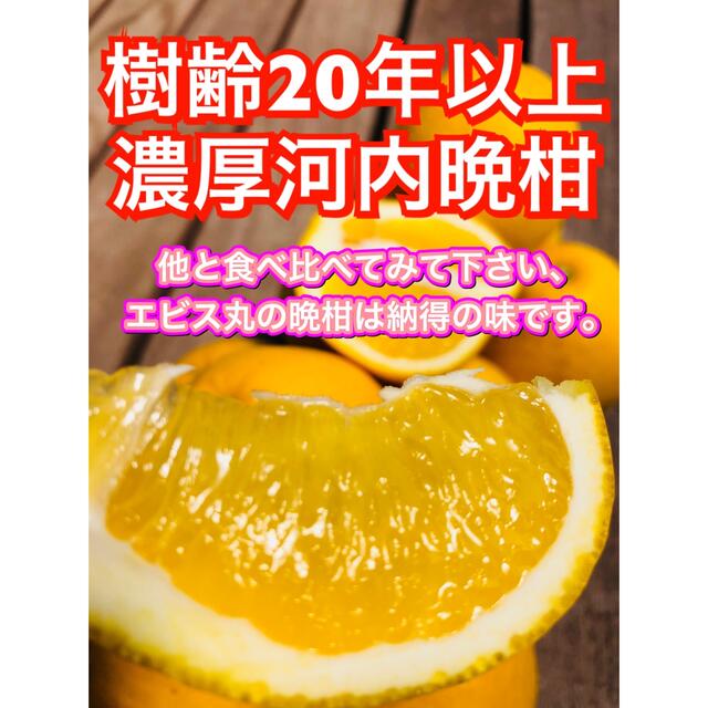 河内晩柑　樹齢20年　納得の味　和製グレープフルーツ 食品/飲料/酒の食品(フルーツ)の商品写真