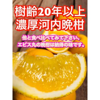 河内晩柑　樹齢20年　納得の味　和製グレープフルーツ(フルーツ)