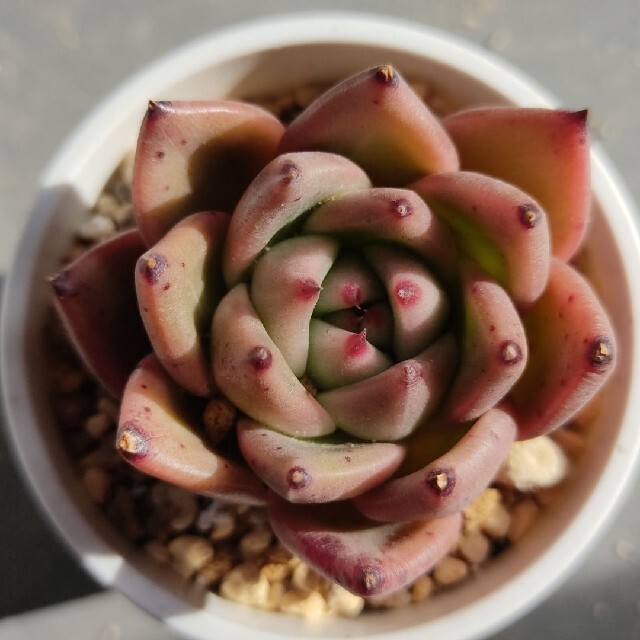 多肉植物　ピンクダイヤモンド