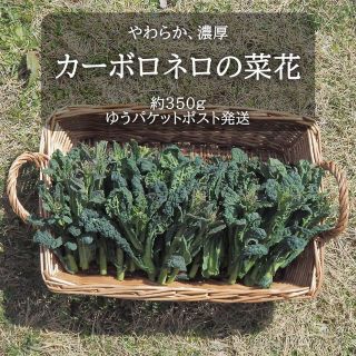 カーボロネロの菜の花　約350g【ゆうパケットポスト発送】(野菜)