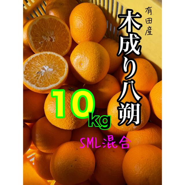 和歌山産有田の木成り八朔SML混合10キロ 食品/飲料/酒の食品(フルーツ)の商品写真