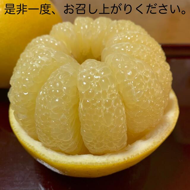 土佐文旦 ぶんたん 柑橘 Mサイズ 食品/飲料/酒の食品(フルーツ)の商品写真