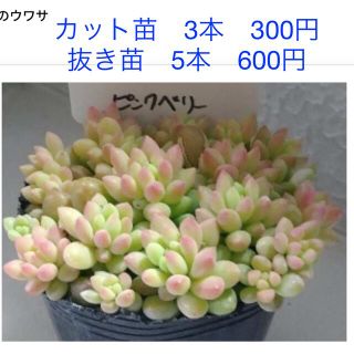 多肉植物　カット苗　抜き苗　セダム属　 ピンクベリー　　キャニーヒニー(その他)