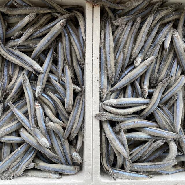 14キロ】新鮮キビナゴ 採れたてを急速冷凍! 食用はもちろん!釣り餌 ...