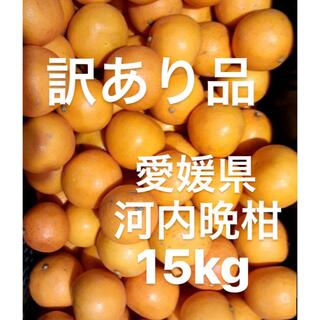 訳あり品　愛媛県産　河内晩柑　宇和ゴールド　柑橘　ジュース用　15kg(フルーツ)