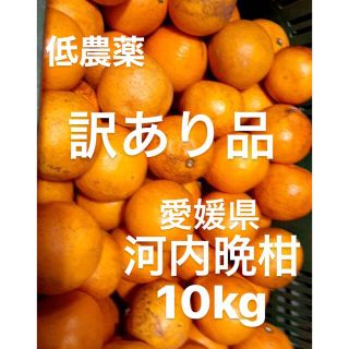 訳あり品　愛媛県産　低農薬　河内晩柑　宇和ゴールド　柑橘　ジュース用　10kg(フルーツ)