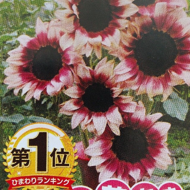 花の種        プロカットプラム ハンドメイドのフラワー/ガーデン(その他)の商品写真