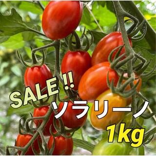 高糖度　栃木県産　農家直送　プリッとコクうま　ミニトマト　ソラリーノ　1kg(野菜)