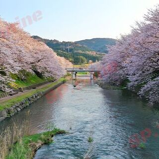 桜風景 ～ 写真･データ等(その他)