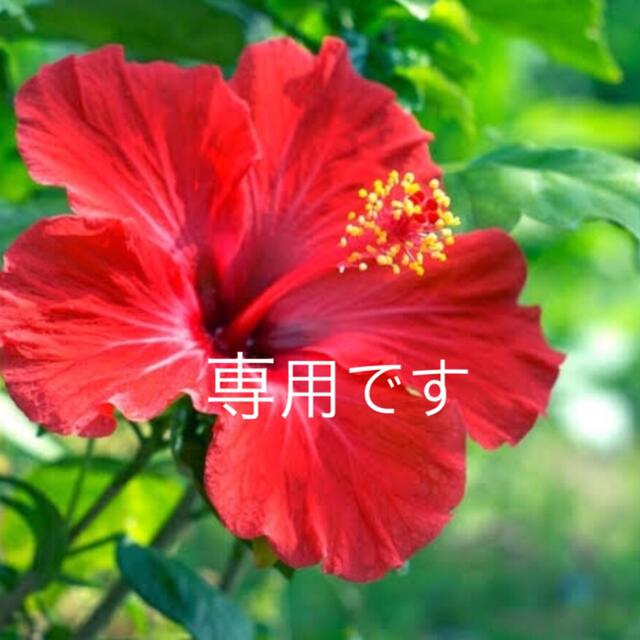 4/1専用です♡ 4/1専用です♡