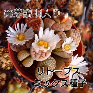 【今がまき時】リトープス ミックス 種子 50粒 ＋a 発芽説明入り(その他)