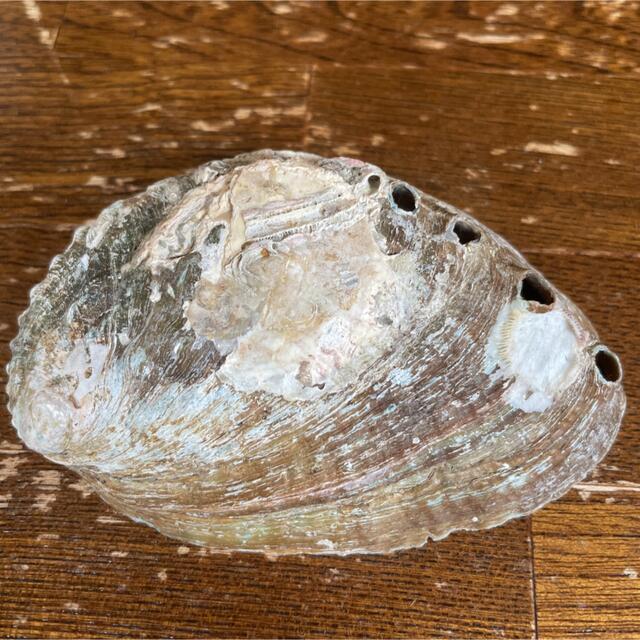 貝殻 アワビ ハンドメイドの素材/材料(各種パーツ)の商品写真