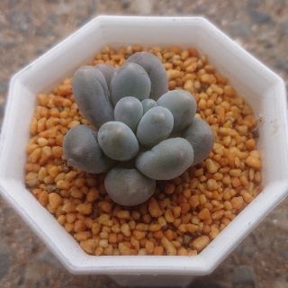 オレンジスノーボール 抜き苗 多肉植物(その他)