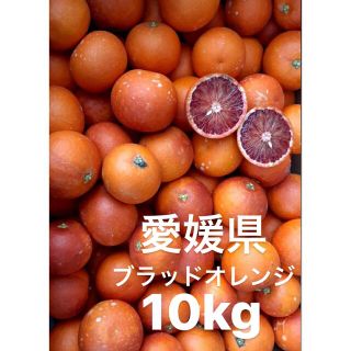 愛媛県産　ブラッドオレンジ　タロッコ　柑橘　10kg(フルーツ)