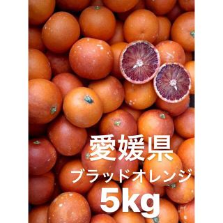 愛媛県産　ブラッドオレンジ　タロッコ　柑橘　5kg(フルーツ)