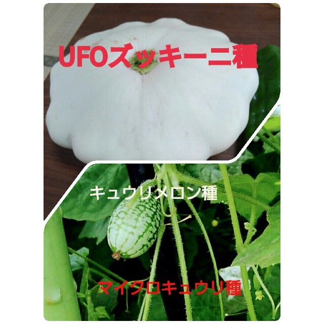 UFOズッキーニ種白➕マイクロキュウリ種 食品/飲料/酒の食品(野菜)の商品写真