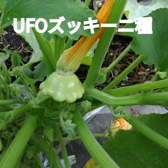 UFOズッキーニ種白➕マイクロキュウリ種 食品/飲料/酒の食品(野菜)の商品写真