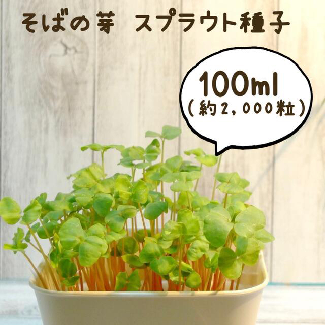 そばの芽 スプラウト種子100ml（約2,000粒） 食品/飲料/酒の食品(野菜)の商品写真