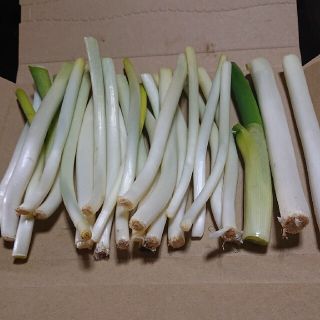 ✳️西田白ネギＢ品✳️パケット便(野菜)