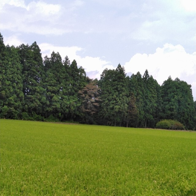 新米令和3年産栃木県特一等米【A級】ミルキークイーン玄米30キロ無農薬のお米
